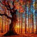 Red-trees-beautiful-forest-wallpaper