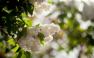 foto-van-witte-bloemen-aan-de-boom-in-de-lente-hd-lente-wallpaper