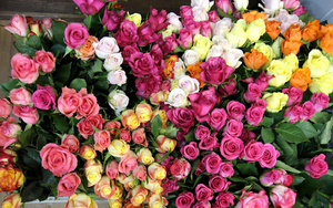 foto-van-verschillende-kleuren-rozen-hd-bloemen-achtergrond
