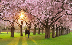 lente-achtergrond-met-bomen-met-roze-bloemen