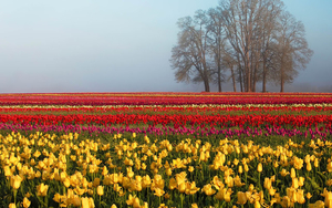 lente-achtergrond-met-een-veld-vol-gekleurde-tulpen
