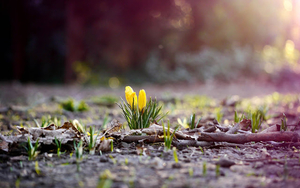 lente-achtergrond-met-gele-krokussen-die-uit-de-grond-komen