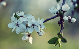 lente-achtergrond-met-witte-bloemen-aan-de-tak-van-een-boom