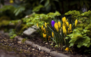 lente-foto-met-gele-krokussen-die-uit-de-grond-komen