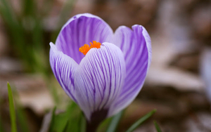 lente-wallpaper-met-een-close-up-foto-van-een-paarse-krokus