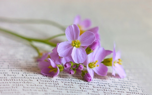 wallpaper-met-paarse-bloemen-tussen-een-boek