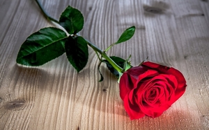 foto-rode-roos-op-hout-hd-bloemen-achtergrond