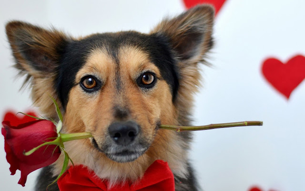 foto-van-een-hond-met-een-rode-roos-in-zijn-bek-hd-honden-wallpap
