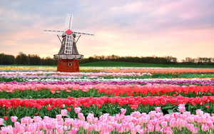 lente-achtergrond-met-een-veld-met-verschillende-kleuren-tulpen-e