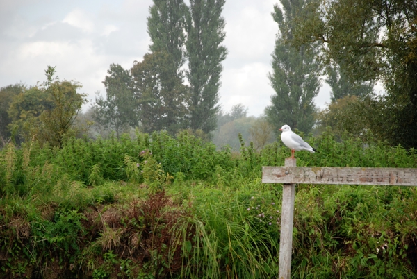 Saint-Omer 2017 (91)