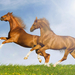 foto-braune-pferde-im-sommer-mit-einem-hellen-sonne-hd-sommer-hin