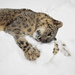 schneeleopard-im-schnee-hd-tiere-im-winter-hintergrundbilder