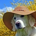 hd-achtergrond-met-hond-met-hoed-en-gele-bloemen
