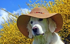 hd-achtergrond-met-hond-met-hoed-en-gele-bloemen