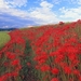 hd-achtergrond-met-rode-bloemen-in-een-veld