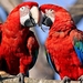 hd-achtergrond-met-twee-rode-papegaaien-op-boomtak