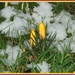 MIDAS 2009 - 006