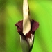 MIDAS 2009 - 013