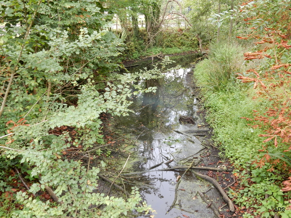 11-DSCN5461