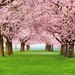 fotobehang-cherry-trees-183x254-cm