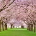 Cherry-Blossom-Tree-Wallpaper-09-1920x1200