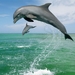 dolphin-images-HD10