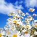 Summer-Flowers-Blue-Sky-Wallpapers