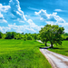 ws_Grass_Fields_Road_Trees_Clouds_1920x1200
