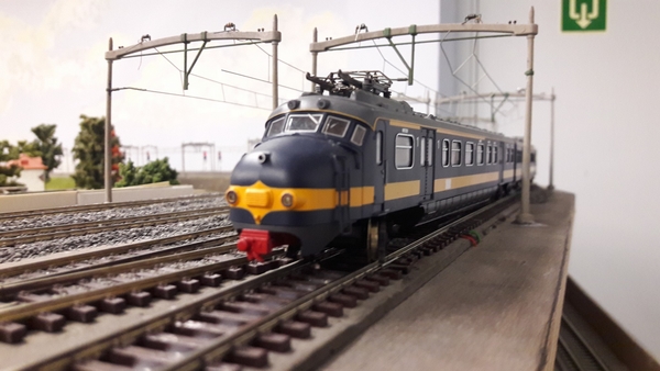 Hondekop Benelux 1208