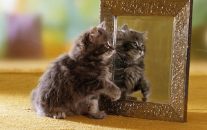 hd-katten-achtergrond-met-een-jong-katje-voor-de-spiegel-wallpape