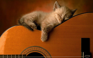 hd-katten-achtergrond-met-een-kat-die-op-een-gitaar-ligt-te-slape