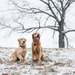 foto-van-twee-honden-buiten-in-de-kou-tijdens-de-winter-hd-winter