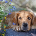 hd-honden-achtergrond-met-een-hond-rots-en-bloemen-hond-wallpaper