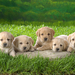 hd-honden-achtergrond-met-vijf-schattige-hondjes-op-het-gras-hd-h