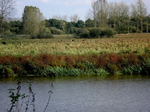 Demerbroeken en grote grazers