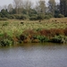 Grote grazers in Demerbroeken