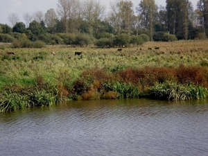 Grote grazers in Demerbroeken