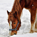 bild-von-einem-pferd-im-schnee-hd-winter-hintergrundbilder