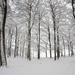 foto-winter-in-den-wald-mit-baumen-und-schnee-auf-dem-boden-hd-wi