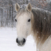 winter-foto-mit-einem-pferd-im-schnee-hd-winter-hintergrund