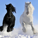 winter-foto-mit-pferde-im-schnee-hd-winter-hintergrund