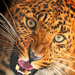 portrat-von-einen-leopard-hd-leoparden-hintergrund-bilder