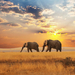 schonen-landschaft-mit-elefanten-hd-elefanten-hintergrund-bilder