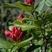rhododendron-2203365_960_720