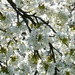 cherry-blossom-6877_960_720