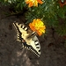 butterfly-2146687_960_720