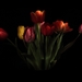 tulips-2174527_960_720