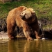 european-brown-bear-2185337_960_720