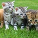 kittens-555822_960_720