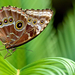 close-up-foto-bruine-vlinder-op-groene-plant-hd-vlinder-wallpaper